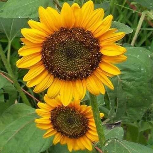 100 Seeds Sunflower- Dwarf Sunspot