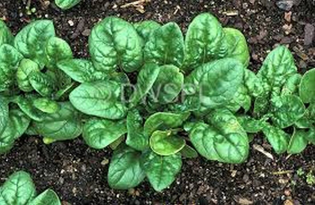 100 Seeds Spinach- Bloomsdale