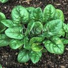 100 Seeds Spinach- Bloomsdale