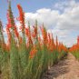 100 Seeds Standing Cypress