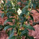 100 Seeds Sesame Herb