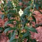 100 Seeds Sesame Herb