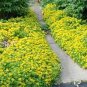 50 Seeds Sedum- Ellacombianum
