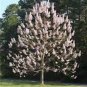 25 Seeds Royal Paulownia- Empress Tree