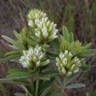 50 Seeds Clover- Round Head