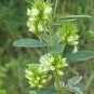 50 Seeds Clover- Round Head