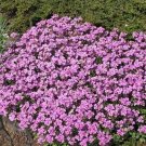 50 Seeds Rockcress- Alpina Rosea