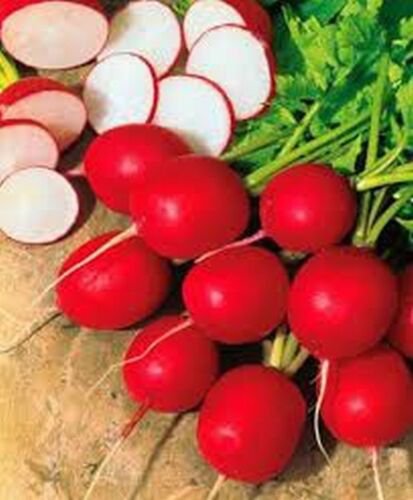200 Seeds Radish- Cherry Belle
