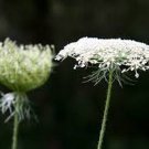500 Seeds Queen Anne's Lace