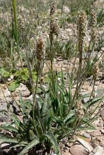 100 Seeds Psyllium Herb