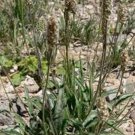 100 Seeds Psyllium Herb