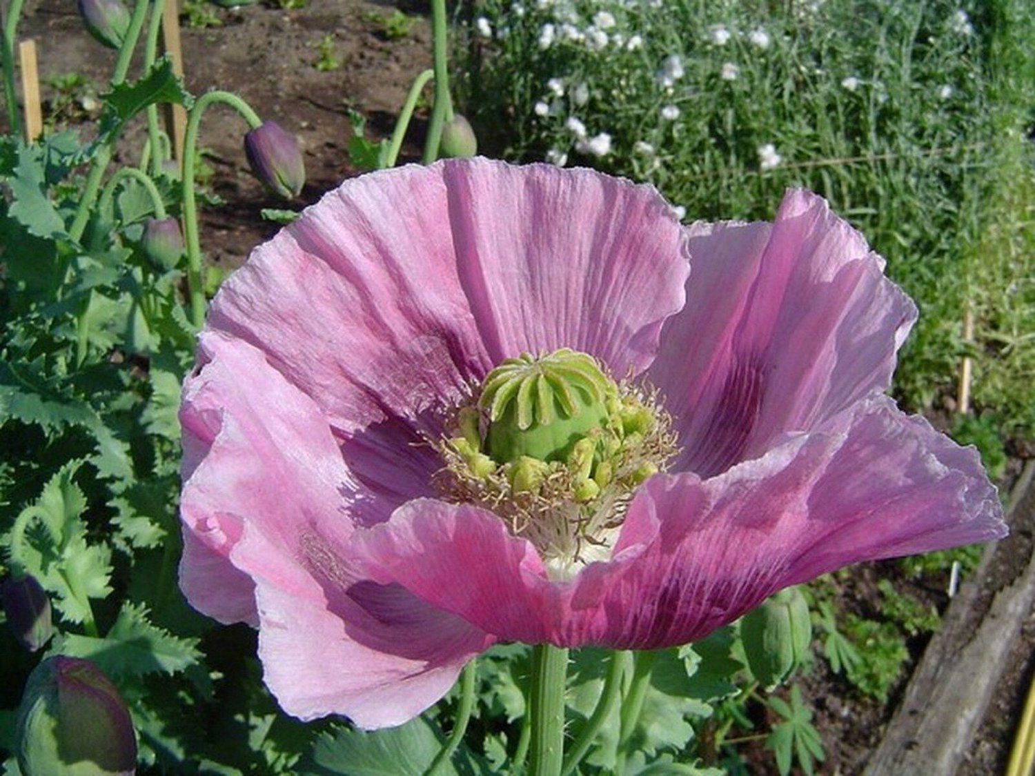 100 Seeds Poppy- Lavender