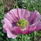 100 Seeds Poppy- Lavender