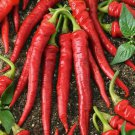 100 Seeds Pepper- Cayenne Red