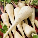 100 Seeds Parsnip- Harris Early