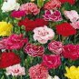 50 Seeds Carnation- Chabaud Picotee Mix