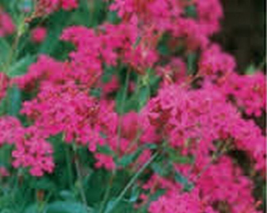 500 Seeds Catchfly- Silene- Armeria