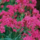 500 Seeds Catchfly- Silene- Armeria