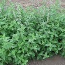 250 Seeds Catnip
