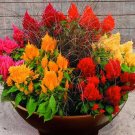 50 Seeds Celosia -Pampas Plume- Mix