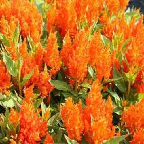 25 Seeds Celosia -Plumosa Glitters- Orange