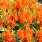 25 Seeds Celosia -Plumosa Glitters- Orange