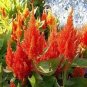 25 Seeds Celosia -Plumosa Glitters- Orange