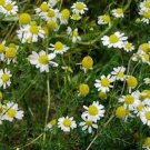 100 Seeds Chamomile- German