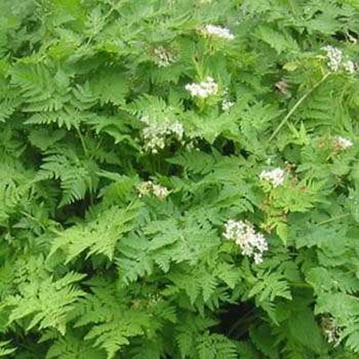 200 Seeds Chervil