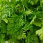200 Seeds Chervil