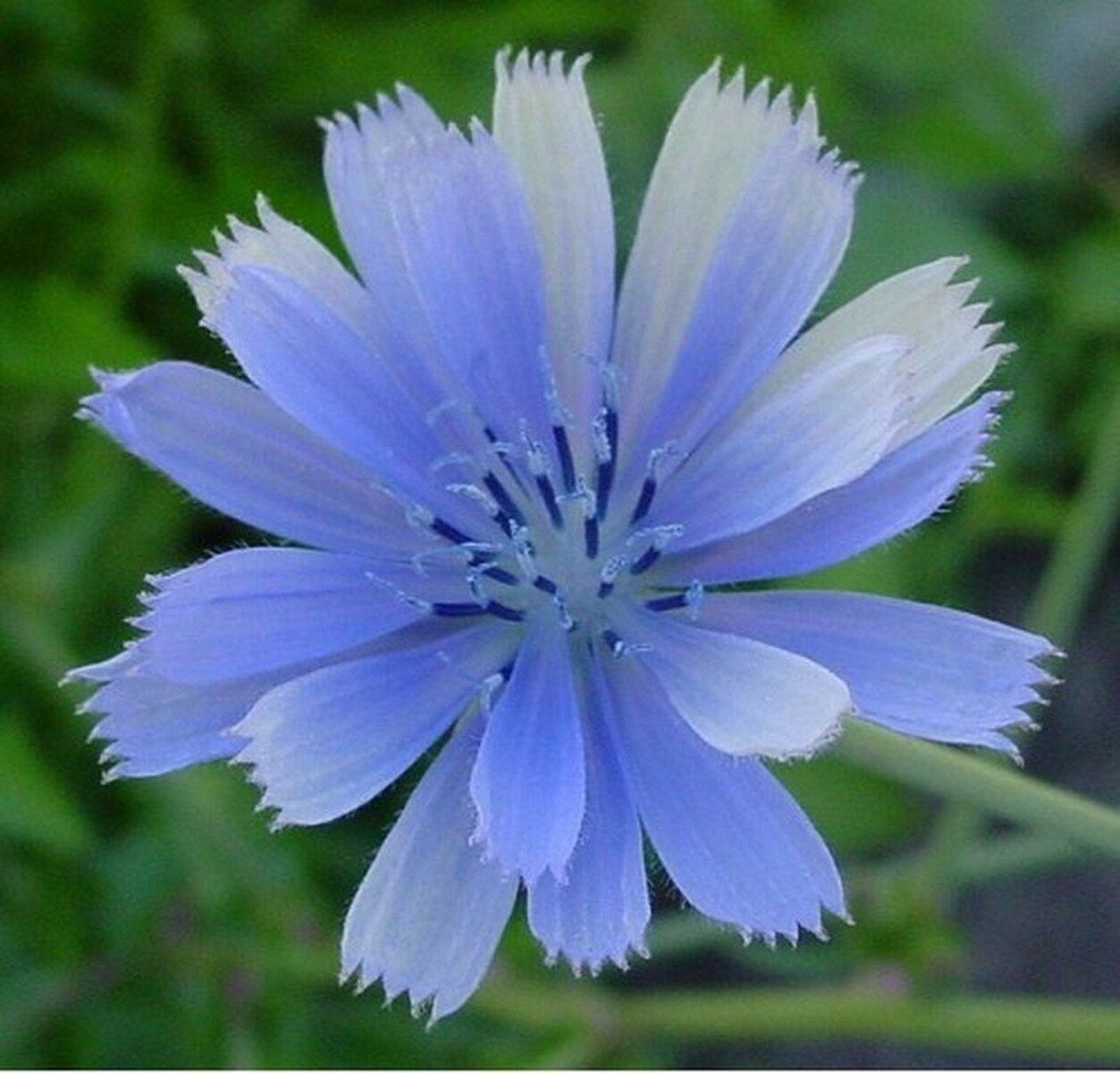 200 Seeds Chicory- Italian Dandelion