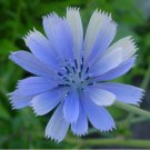 200 Seeds Chicory- Italian Dandelion
