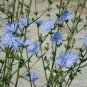 200 Seeds Chicory- Italian Dandelion