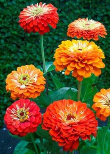 100 Seeds Zinnia- Oriole Mix