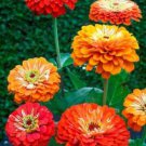 100 Seeds Zinnia- Oriole Mix
