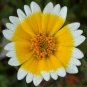 200 seeds Tidy Tips- Layia Platyglossa