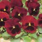 50 Seeds Pansy- Claret