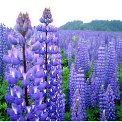 100 seeds Lupine- Perennis