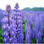 100 seeds Lupine- Perennis
