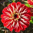 100 Seeds Zinnia- Meteor