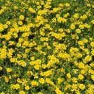 200 seeds Dahlberg Daisy- thymophylla
