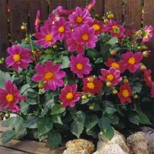 25 Seeds Dahlia - Mignon Red