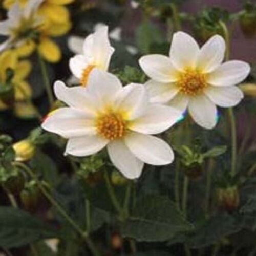 25 Seeds Dahlia - Mignon White
