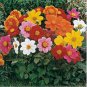 25 Seeds Dahlia - Cactus Mix