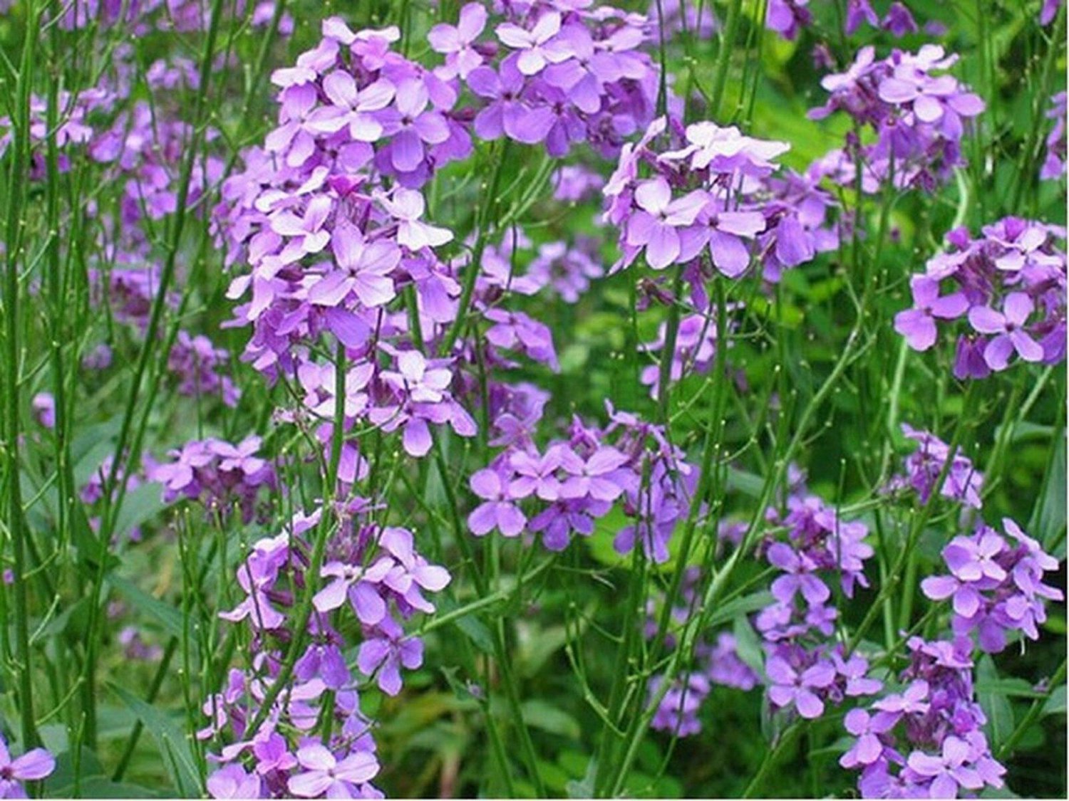 500 Seeds Dame's Rocket- Hesperis