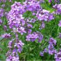 500 Seeds Dame's Rocket- Hesperis
