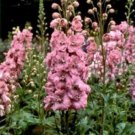 50 Seeds Delphinium / Larkspur- Pink Queen