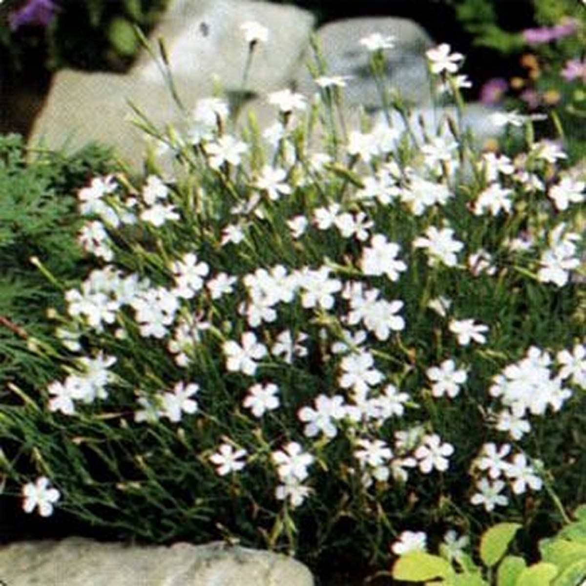 100 Seeds Dianthus- Deltoides- White