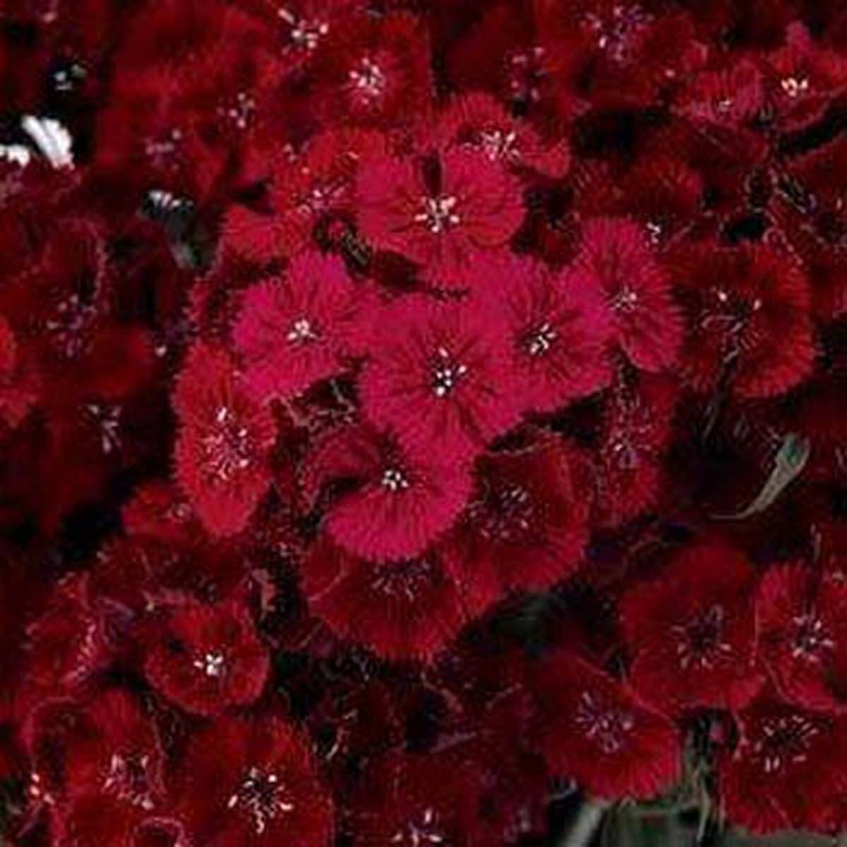 200 Seeds Dianthus- Dunetti