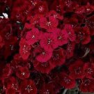 200 Seeds Dianthus- Dunetti
